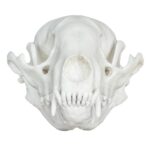Replica Raccoon Skull – Economy