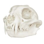 Replica Bobcat Skull – Economy