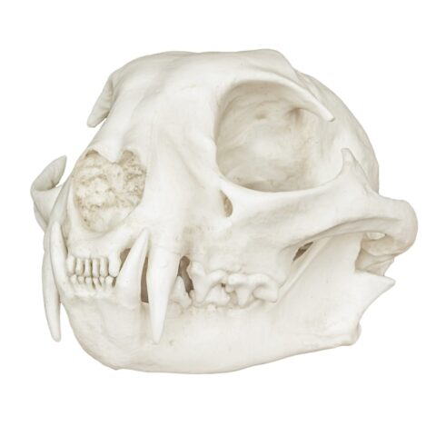 Replica Bobcat Skull - Economy