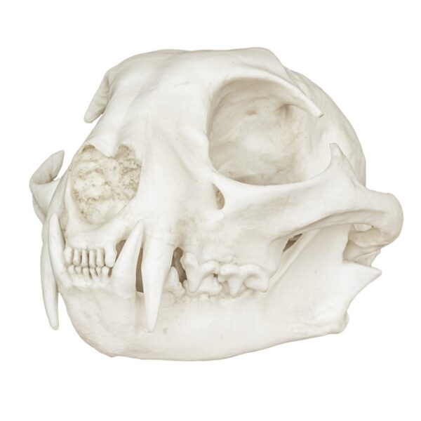Replica Bobcat Skull – Economy