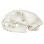 Replica Bobcat Skull – Economy