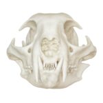Replica Bobcat Skull – Economy