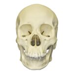 Replica Human Skull – Asian Female