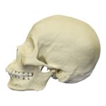 Replica Human Skull – Asian Female