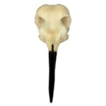 Replica Ruby-throated Hummingbird Skull