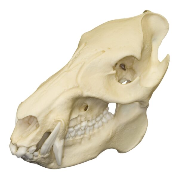 Replica Peccary Skull – 524.0101 g