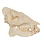 Replica Peccary Skull – 524.0101 g