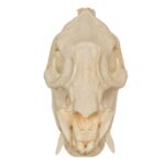 Replica Peccary Skull – 524.0101 g