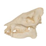 Replica Peccary Skull – 524.0101 g