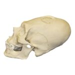 Replica Human Peruvian Male Skull with Cranial Binding & Trephination