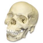 Replica Human Skull – African Male – 1814.0051 g