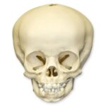 Replica 16-month-old Human Child Skull