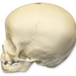 Replica 16-month-old Human Child Skull