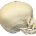 Replica 16-month-old Human Child Skull