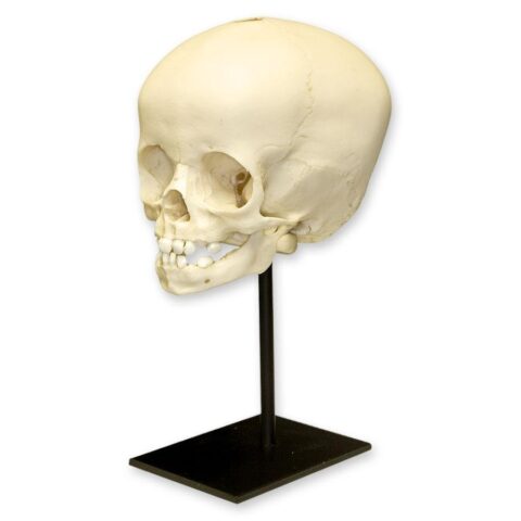 Replica 16-month-old Human Child Skull