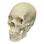 Replica Human Skull – Asian Female – 680.0116 g