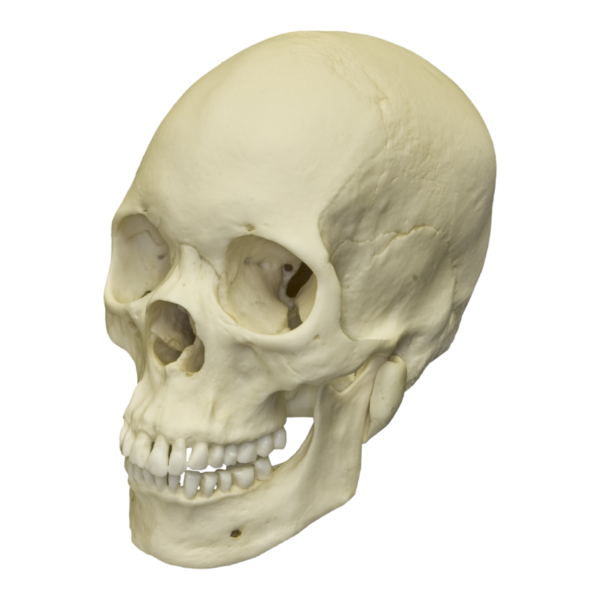 Replica Human Skull – Asian Female – 680.0116 g