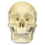 Replica Human Skull with Calvarium Cut – European Male
