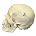 Replica Human Skull with Calvarium Cut – European Male