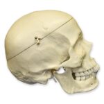 Replica Human Skull with Calvarium Cut – European Male