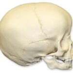 Replica 1 1/2-year-old Human Child Skull