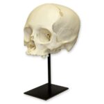 Replica Human Adult Cradle-boarded Skull