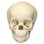 Replica 4-year-old Human Child Skull