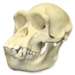 Replica Chimpanzee Skull – Female