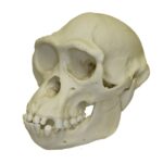 Replica Bonobo Skull – Male