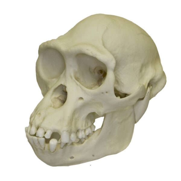 Replica Bonobo Skull – Male