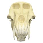 Replica Chacma Baboon Skull – Male – 561.0096 g