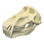 Replica Chacma Baboon Skull – Male – 561.0096 g