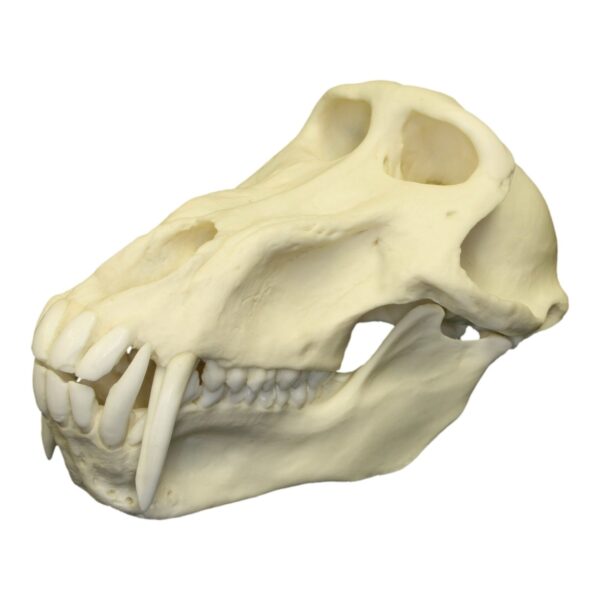 Replica Chacma Baboon Skull – Male – 561.0096 g