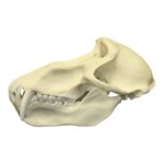Replica Chacma Baboon Skull – Male – 561.0096 g