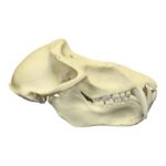 Replica Chacma Baboon Skull – Male – 561.0096 g