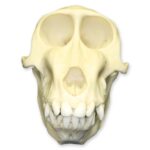 Replica Mandrill Baboon Skull – Female