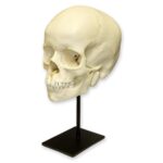Replica 6-year-old Human Child Skull