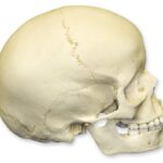 Replica 6-year-old Human Child Skull