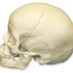 Replica 6-year-old Human Child Skull