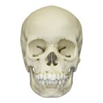Replica 13-year-old Human Child Skull