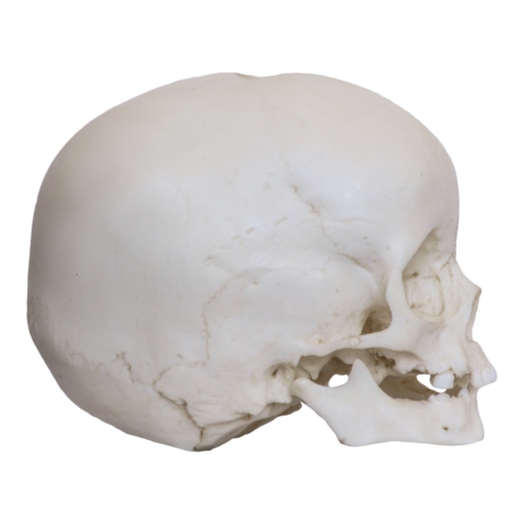 Replica 1-year-old Human Child Skull