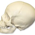 Replica 8-year-old Human Child Skull