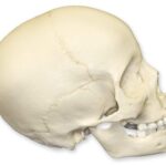 Replica 8-year-old Human Child Skull