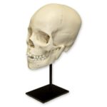 Replica 8-year-old Human Child Skull