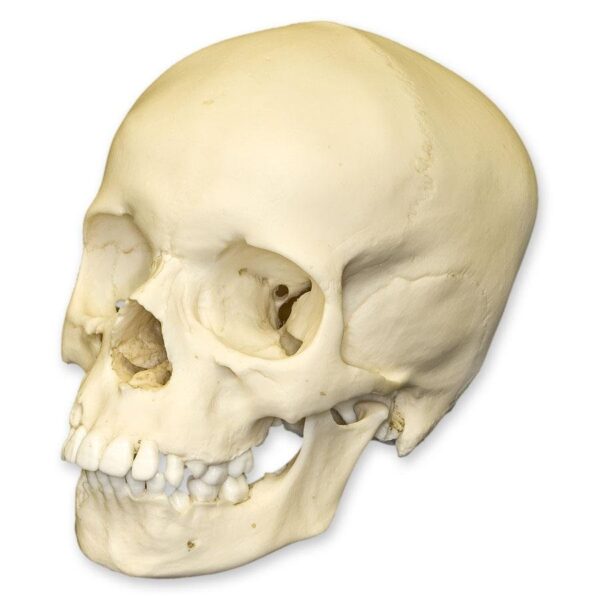 Replica 9-year-old Human Child Skull