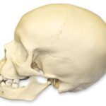 Replica 9-year-old Human Child Skull