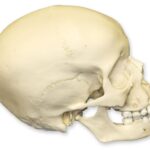 Replica 9-year-old Human Child Skull