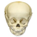 Replica 1-year-old Human Child Skull – Calvarium Cut