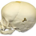Replica 1-year-old Human Child Skull – Calvarium Cut
