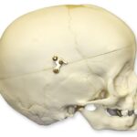 Replica 1-year-old Human Child Skull – Calvarium Cut